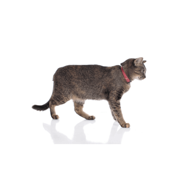Hunter Qafore per Mace Red